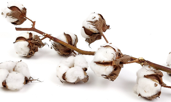 Co to jest bawełna organiczna?